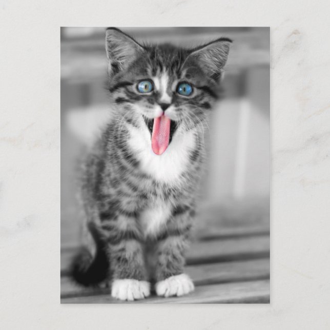 Funny Kitten Postkarte (Vorderseite)