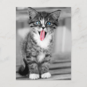 Funny Kitten Postkarte