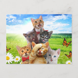 Funny Kittens auf grünem Feld. Postkarte