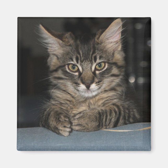 Funny Kitty sagt: "Oh, wirklich?" Magnet (Vorne)
