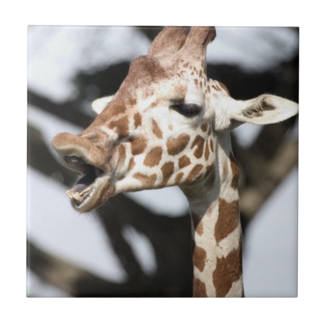 Funny konfrontiert reticulated Giraffe, San Franci Fliese (Vorderseite)