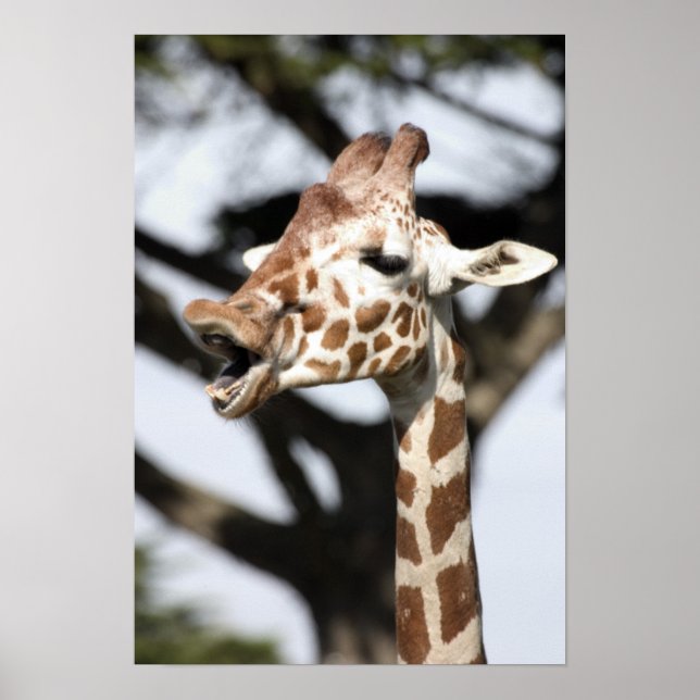 Funny konfrontiert reticulated Giraffe, San Franci Poster (Vorne)