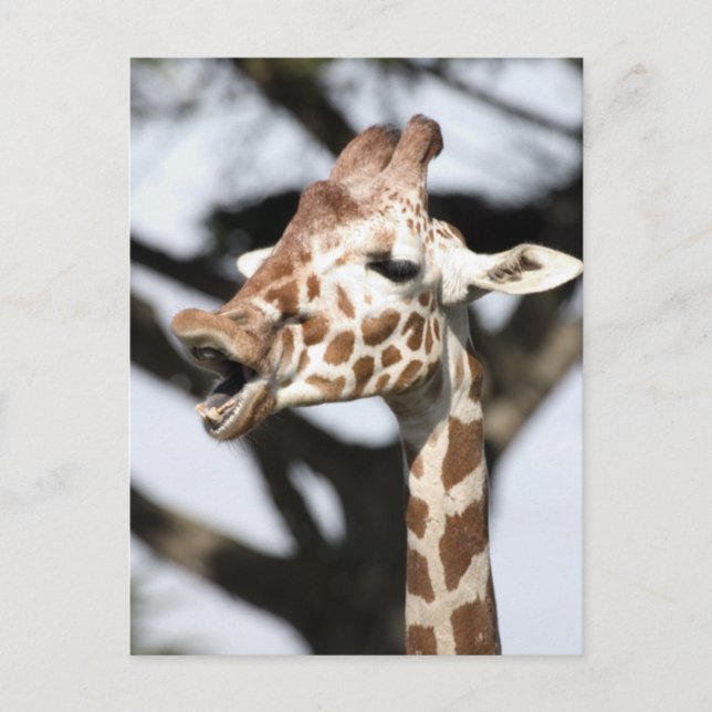 Funny konfrontiert reticulated Giraffe, San Franci Postkarte (Vorderseite)