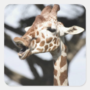 Funny konfrontiert reticulated Giraffe, San Franci Quadratischer Aufkleber