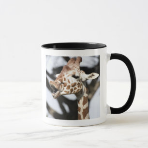 Funny konfrontiert reticulated Giraffe, San Franci Tasse