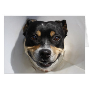 Funny Lächelhund