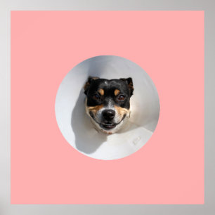 Funny Lächelhund Poster