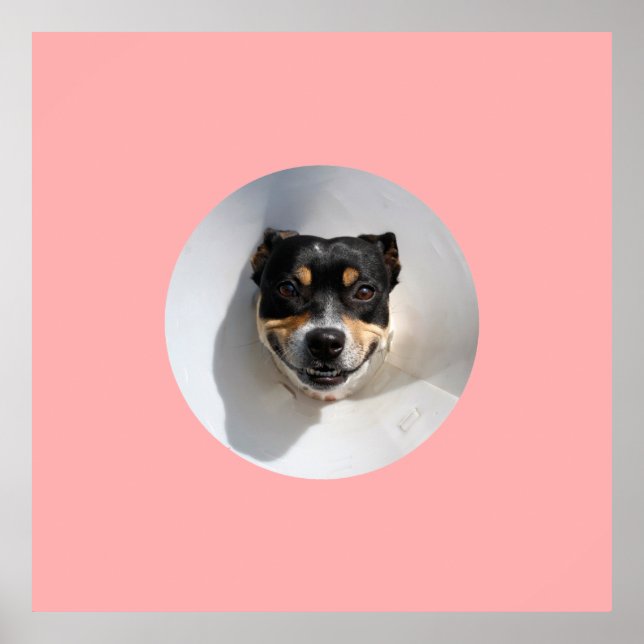 Funny Lächelhund Poster (Vorne)