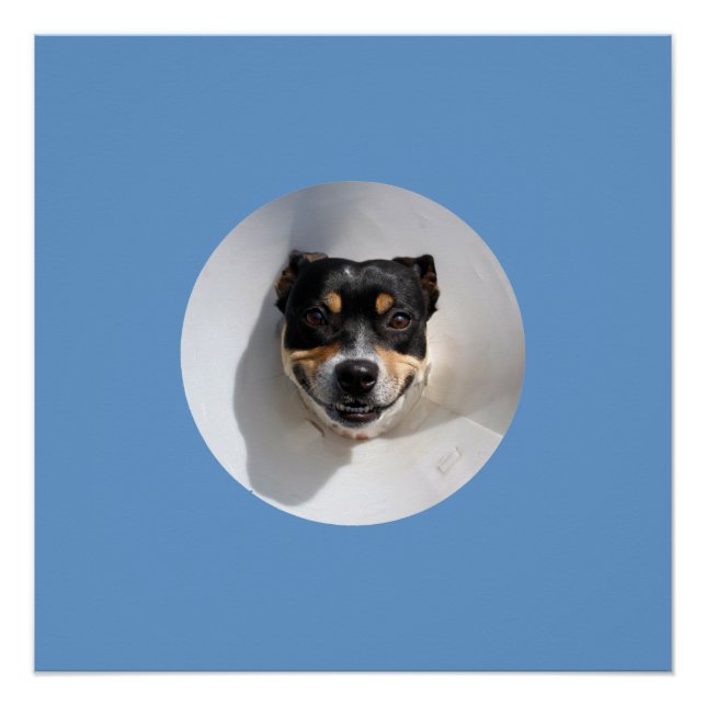 Funny lächelnd Hundeplakat Poster (Vorderseite)