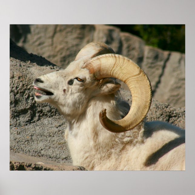 Funny Laughing Bighorn Sheep oder Ram Poster (Vorne)