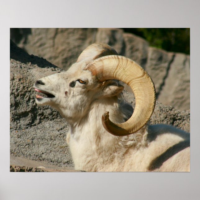 Funny Laughing Bighorn Sheep oder Ram Poster (Vorne)