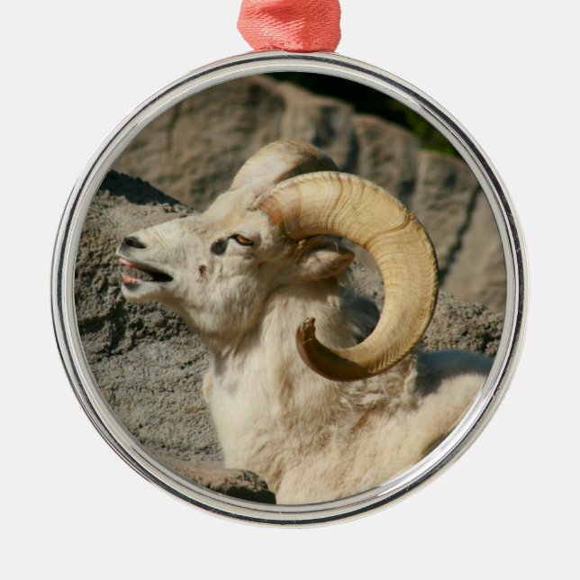 Funny Laughing Bighorn Sheep oder Ram Silbernes Ornament (Vorne)