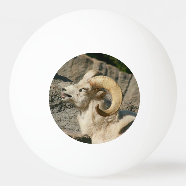 Funny Laughing Bighorn Sheep oder Ram Tischtennisball (Vorderseite)