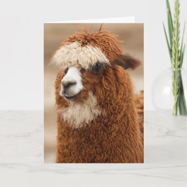 Funny Llama Birthday Karte (Vorderseite)