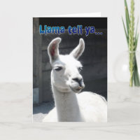 Funny Llama Happy Birthday Grußkarte