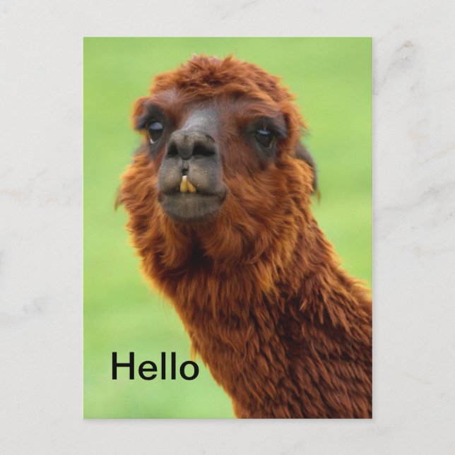 Funny Llama Postcard - Jedem Anlass Postkarte (Vorderseite)