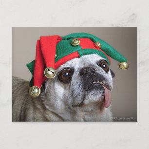 Funny looking pug with tongue hanging out postkarte