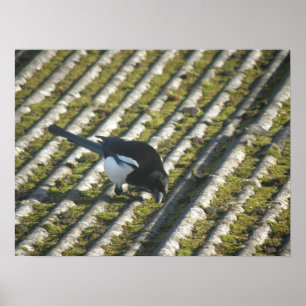 Funny Magpie Print Poster
