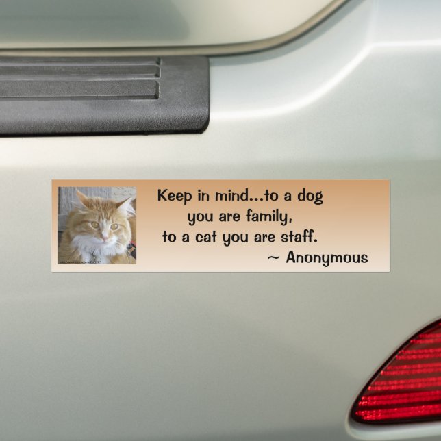 Funny Maine Coon Kitten Foto Personalisiert Autoaufkleber (Auf Auto)