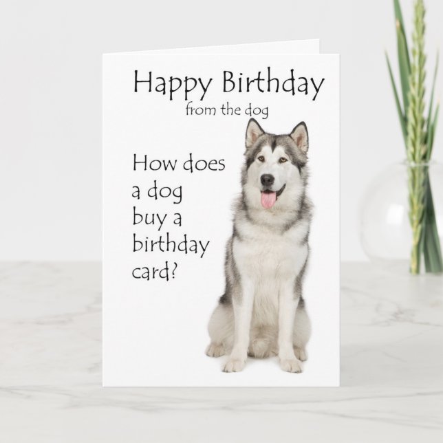 Funny Malamute Birthday Card Karte (Vorderseite)