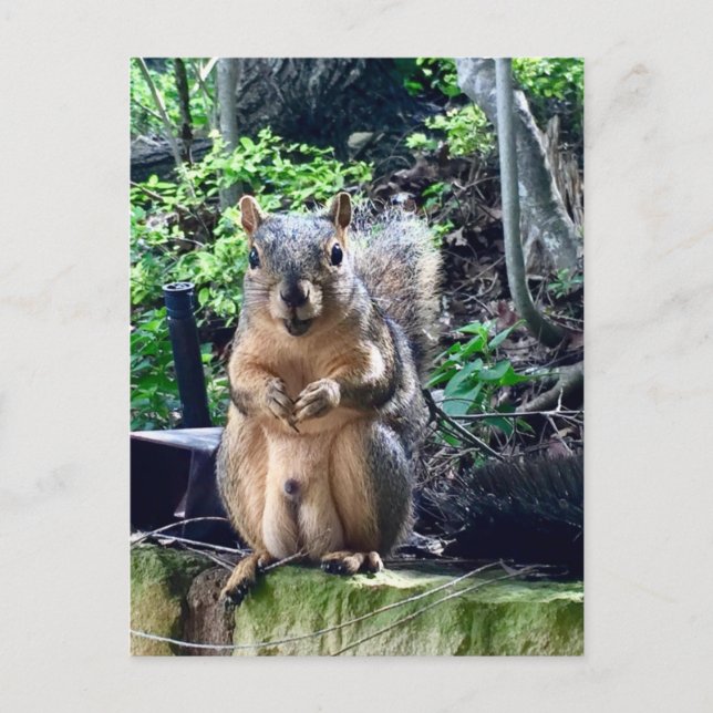 Funny Male Eichhörnchen Fotografie Tiernüsse Spaß Postkarte (Vorderseite)
