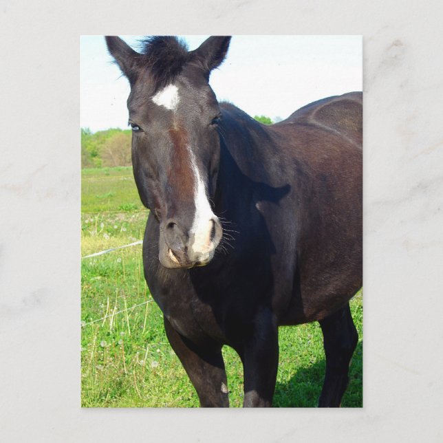 Funny Mare Postkarte (Vorderseite)