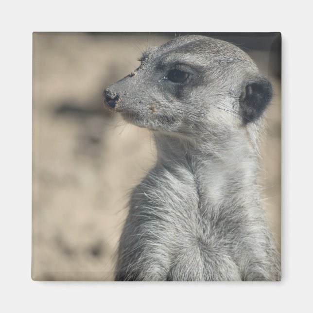 Funny Meerkat Magnet (Vorne)