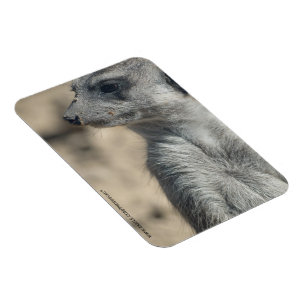 Funny Meerkat Magnet