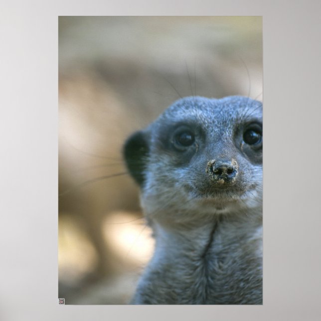 Funny Meerkat Poster (Vorne)