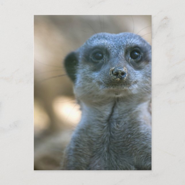 Funny Meerkat Postkarte (Vorderseite)