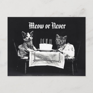 Funny Meow oder Nie Vintage Katzenkatze Geburtstag Postkarte