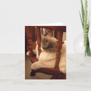 Funny mit einer Haltung Lumpenkatze Karte