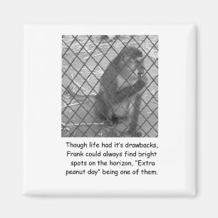 Funny Monkey Encournet Magnet