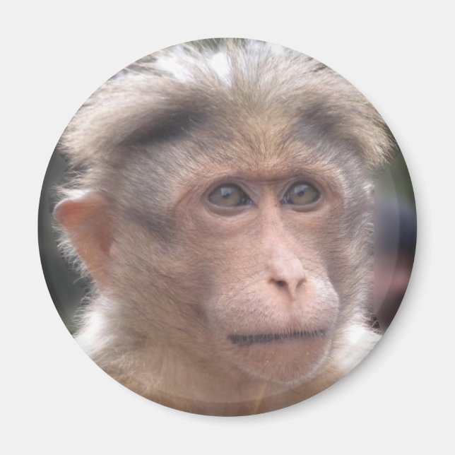 Funny Monkey Magnet (Vorne)