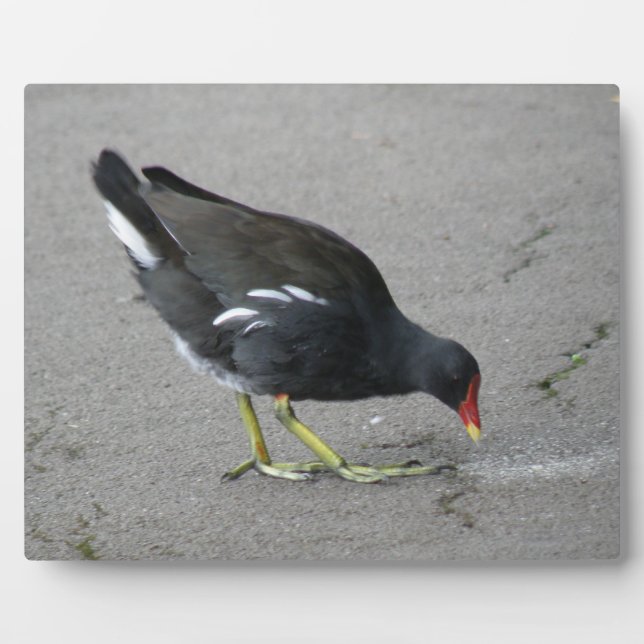 Funny Moorhen Nehmen Sie die Bow Plaque Fotoplatte (Vorderseite)