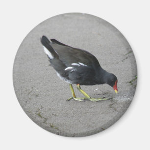 Funny Moorhen Nehmen Sie ein Bow Magnet