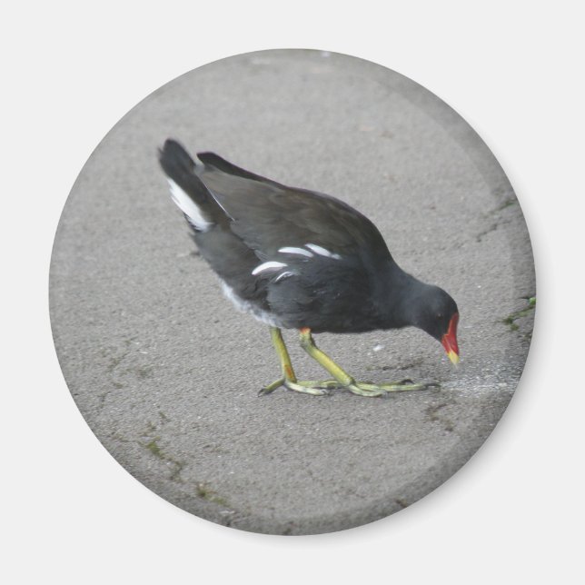 Funny Moorhen Nehmen Sie ein Bow Magnet (Vorne)