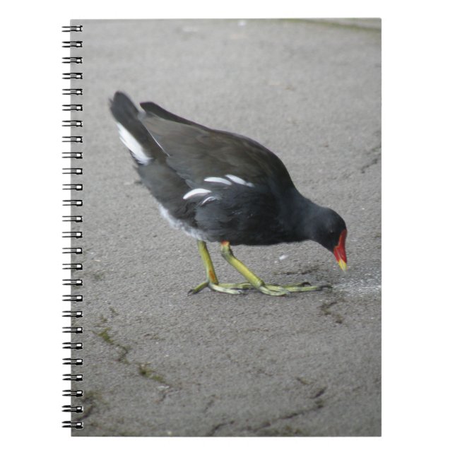 Funny Moorhen Nehmen Sie ein Bow-Notebook Notizblock (Vorderseite)