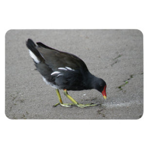 Funny Moorhen Nehmen Sie ein Bow Premium Magnet