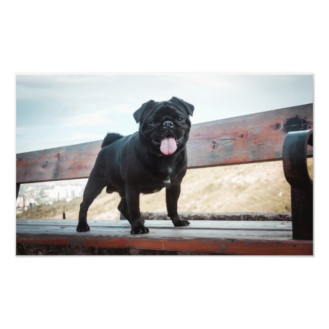 Funny Mops Fotodruck (Vorne)