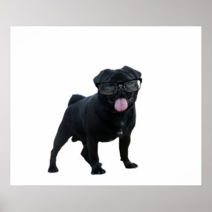 Funny Mops Poster