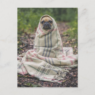 Funny Mops Postkarte