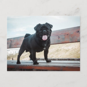 Funny Mops Postkarte
