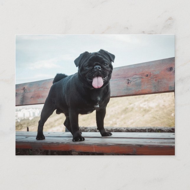 Funny Mops Postkarte (Vorderseite)