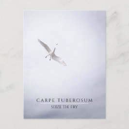 Funny Motivierend Seagull Carpe Diem French Fries Postkarte