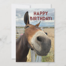 FUNNY Mule Birthday Animal Card Real Eays