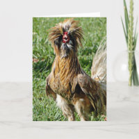 Funny Niedlich Bad Hair Day Rooster