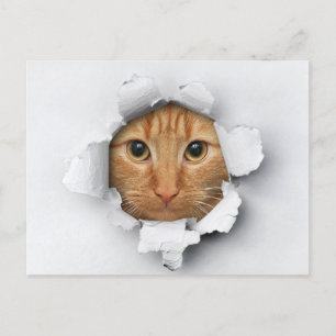 Funny Niedlich Ginger Mackerel Tabby Cat Postkarte