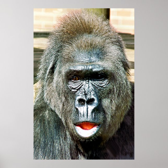 FUNNY NIEDLICH GORILLA POSTER (Vorne)