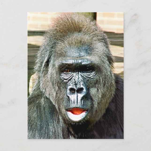 FUNNY NIEDLICH GORILLA POSTKARTE (Vorderseite)